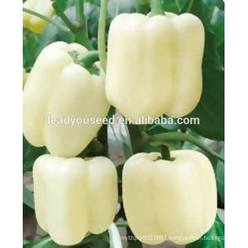 MSP041 Baidi hybrid white color sweet pepper seeds in hybrid seeds